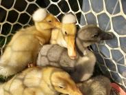 Photo of ducks at the farmers market